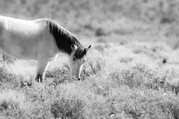 The Pale Horse Waits