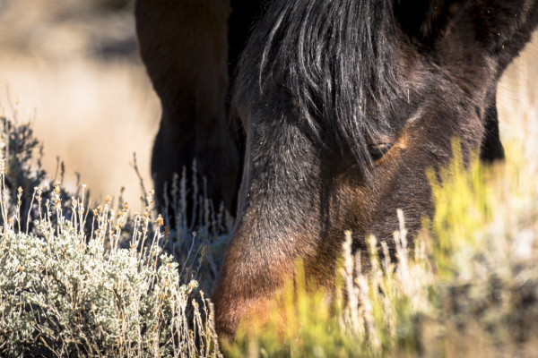 Nose to the Ground (365:010)