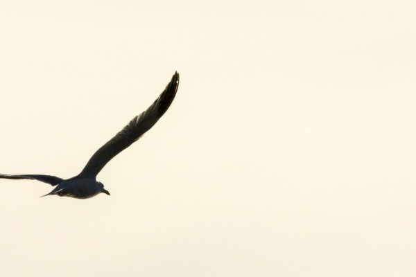 Homeward Bound (365:033)