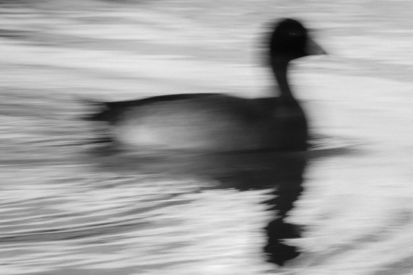 All That You Can’t Leave Behind (365:032)