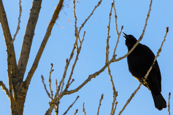 Back Off Pal (365:047)