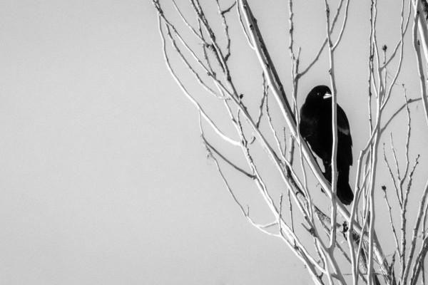 Even The Birds Are Chained To The Sky (365:073)