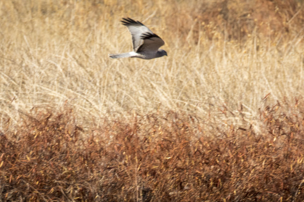 Go, In Beauty (365:035)