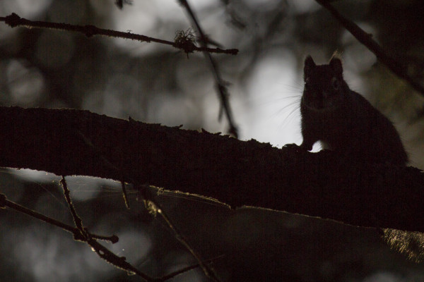 Merely The Shadow Of A Dream (365:083)