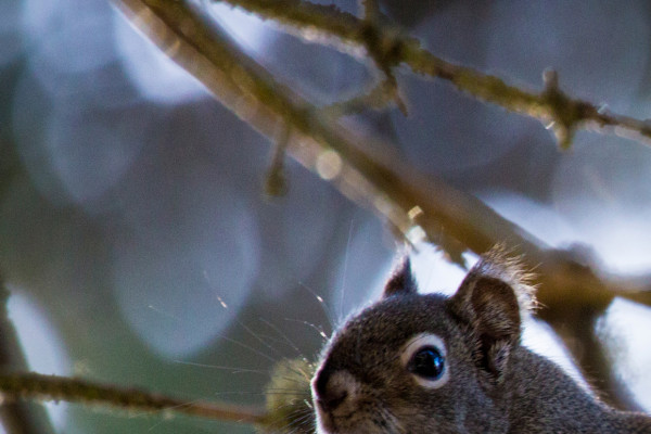 Winter Is Coming (365:061)