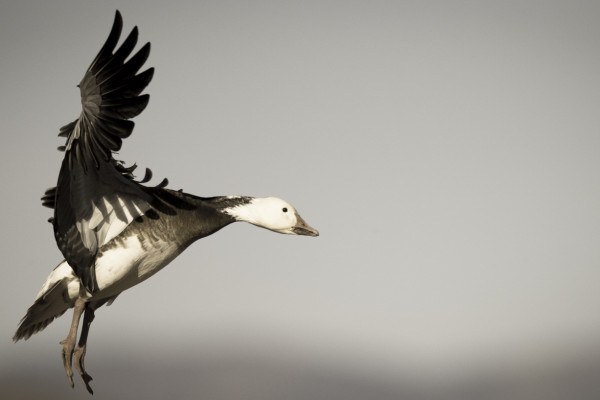 Hovercraft (365:044)