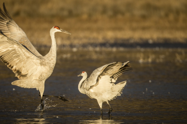 The Dance Is A Poem (365:070)