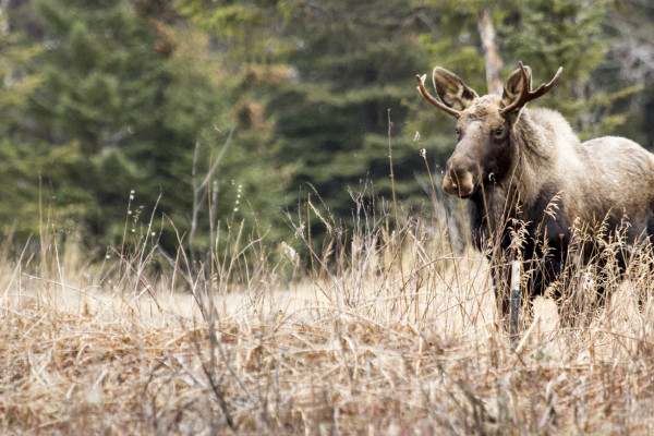 Men And Moose And Pine Trees (365:079)