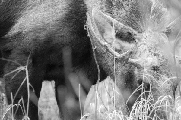 The Woods are Lovely, Dark and Deep (365:050)