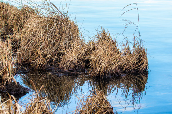 Every Blade Of Grass Has Its Angel (365:042)