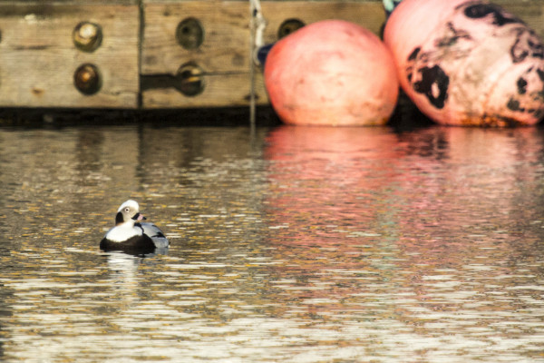 Every Change of Harbor (365:064)