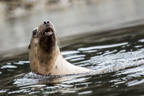 At The Waterline (365:048)