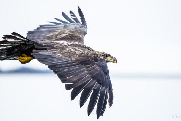 The Eagle, He Was Lord Above (365:078)