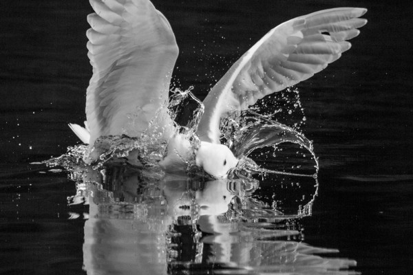 Slim Yachts Of The Element (365:077)