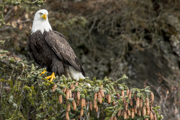 Amongst The Conifers (365:059)