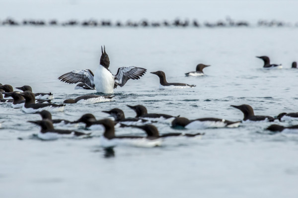 The Young Sea-Mew (365:051)