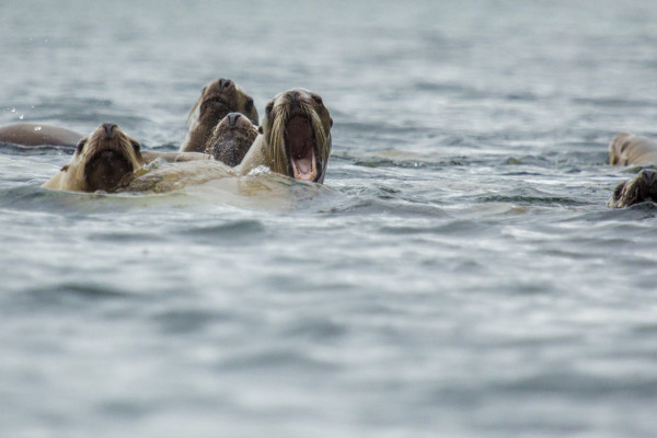 The Sea, The Great Unifier (365:074)