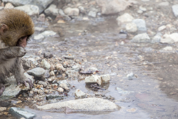 The Greater The Obstacle (365:062)