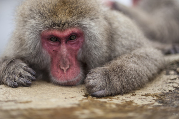 Decisions, Decisions.