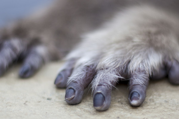 A Man Paints With His Brains (365:065)