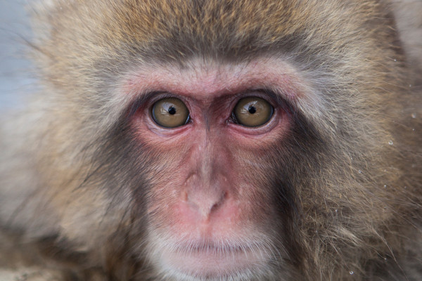 I have looked into your eyes with my eyes. (365:069)