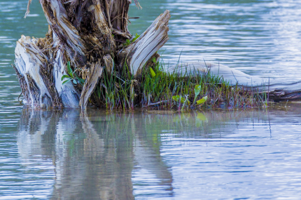 Such Slim Purchase (365:096)