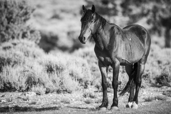 Ever Vigilant (365:104)
