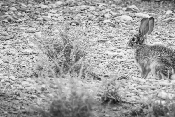 Hide In Plain Sight (365:095)