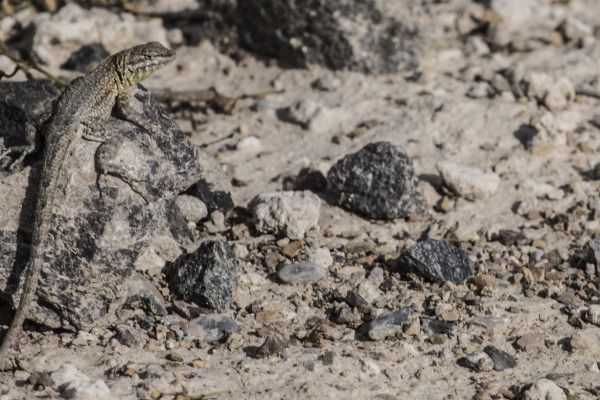 Tiny Kaiju (365:105)