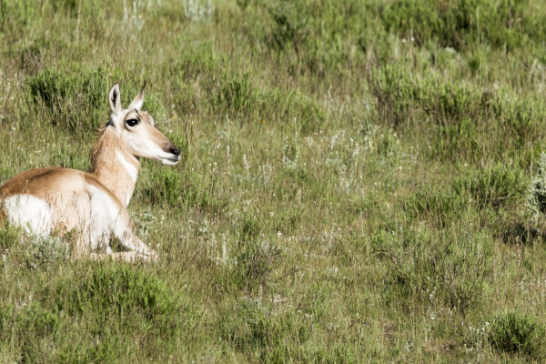 Pronghorn Doe