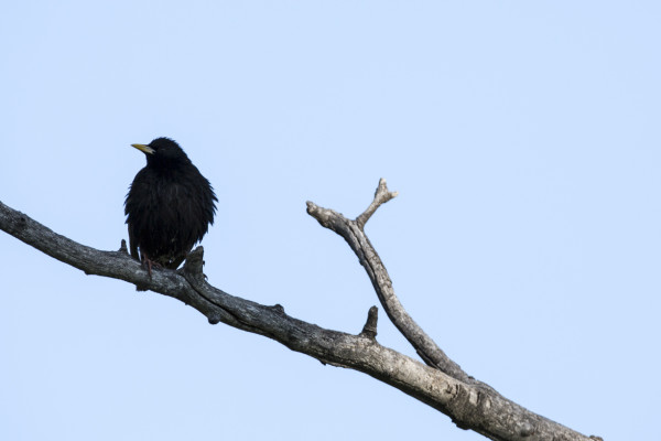 Watchful Invader (365:123)