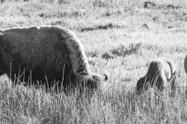 Where The Buffalo Roam (365:127)