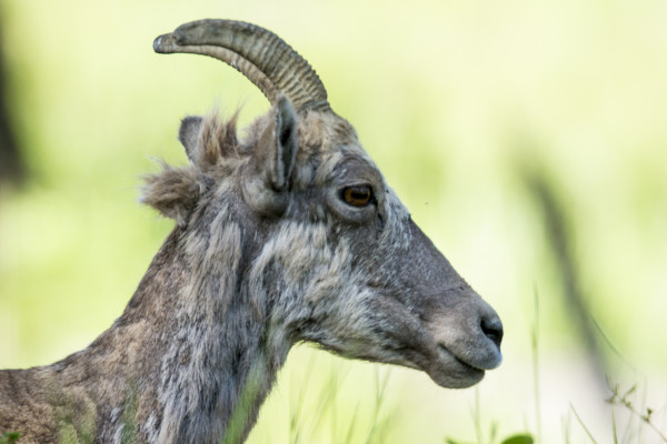 Bighorn Ewe